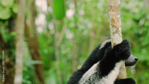 INDRI is a large diurnal black-and-white lemur (Indri indri) of Madagascar that is about two feet long with a rudimentary tail.