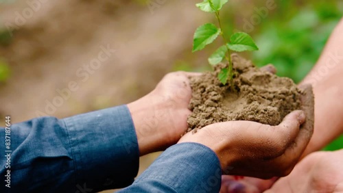 farmers team hands holding plant. Small pant in the soil on hands of farmer at earth day. teamwork agriculture concept of plant. farmer hands close up with plant in soil. world earth day concept 