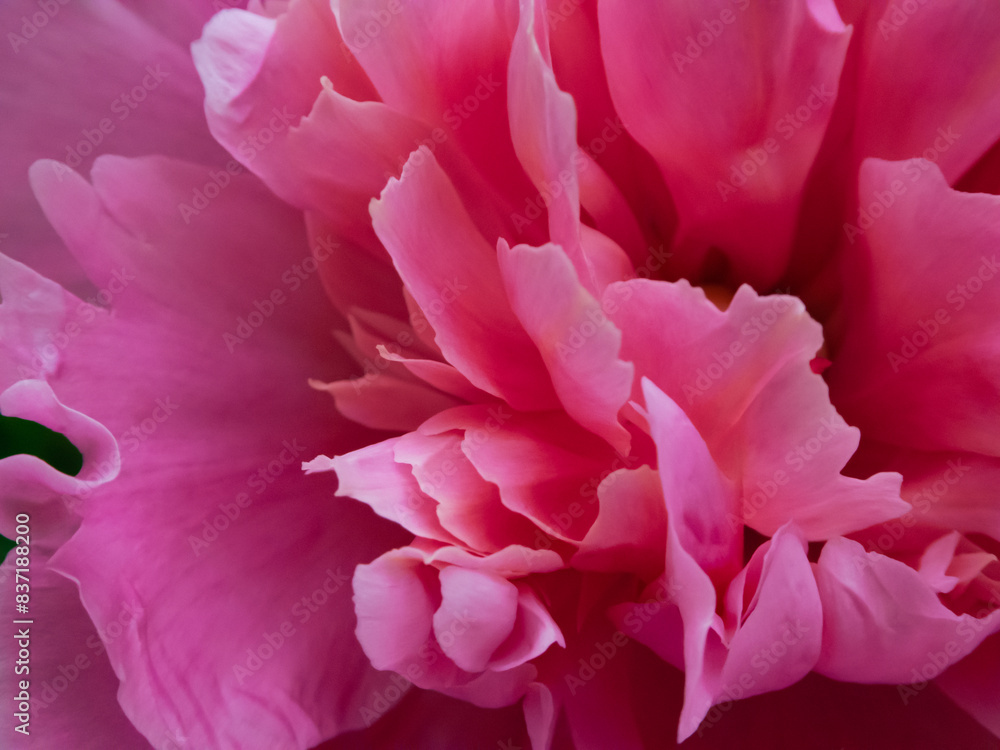 pink peony flower close up pink peony flower close up