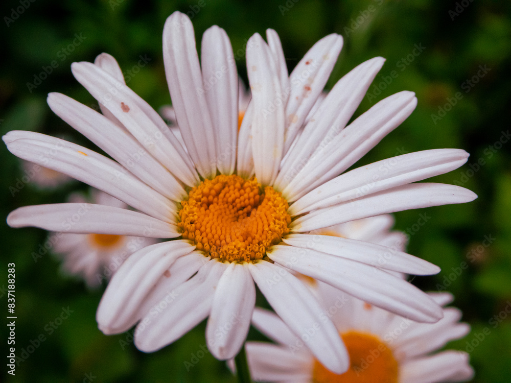 white chamomile flower close up white chamomile flower close up