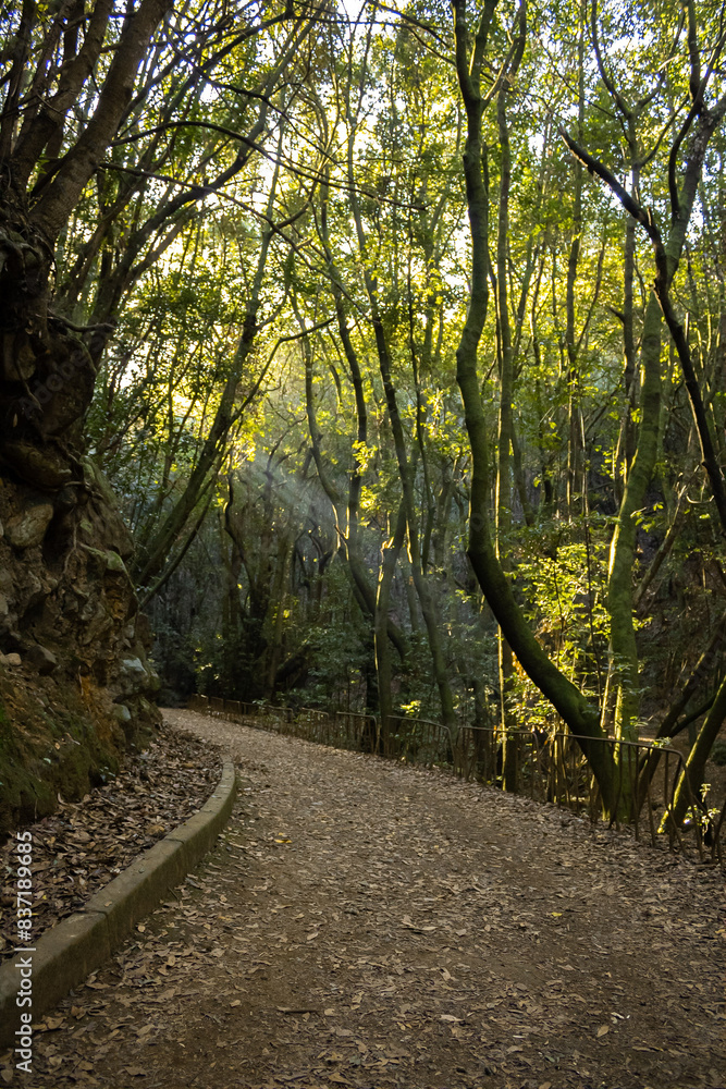 Naklejka premium Ruta de senderismo, Lomo La Jara. Tenerife