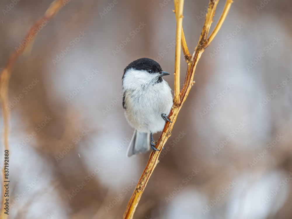 Cute bird the willow tit, song bird sitting on a branch without leaves in the winter. Cute bird the willow tit, song bird sitting on a branch without leaves in the winter.