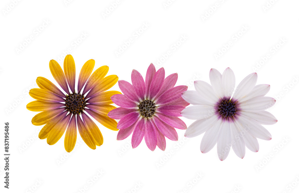 Osteospermum Flower isolated Osteospermum Flower isolated