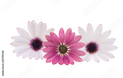 Osteospermum Flower isolated