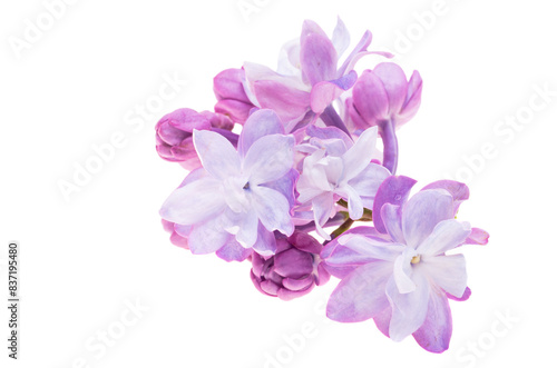 lilac flowers isolated