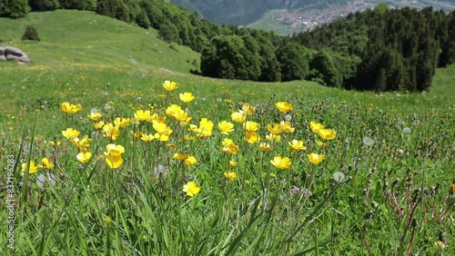 Fiori di campo  al vento in trentino monte altissimo