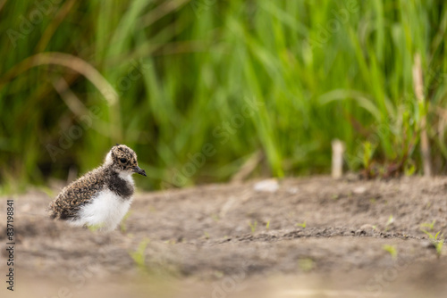 Kiebitz Küken (Vanellus vanellus) in Berlin 