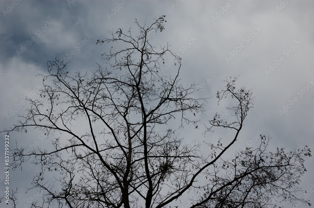 gloomy background: bare tree branches against a cloudy gray sky gloomy background: bare tree branches against a cloudy gray sky