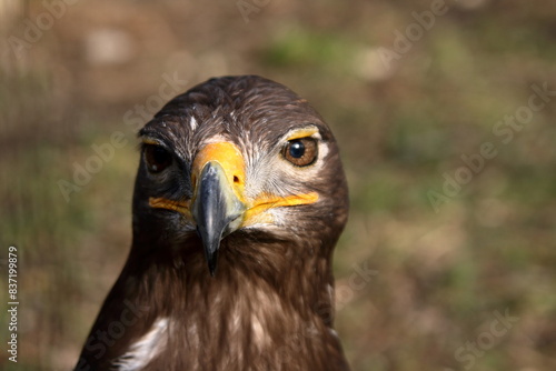 Eagle. © Levente Varga