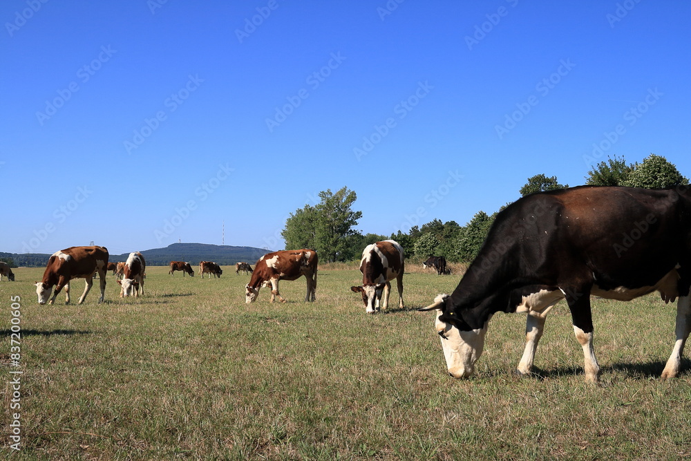 Pasturage cow. Pasturage cow.