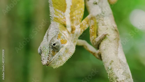 A Madagascar chameleon hanging from a branch of a tree with his tail. Chamaeleoninae is the nominotypical subfamily of chameleons (family Chamaeleonidae). photo