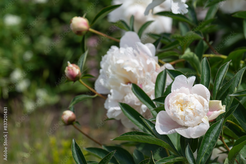 Flowering of beautiful peonies of different varieties in the park. Beauty in nature. Close up. Flowering of beautiful peonies of different varieties in the park. Beauty in nature. Close up.