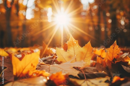 Golden autumn leaves basking in the warm sunlight