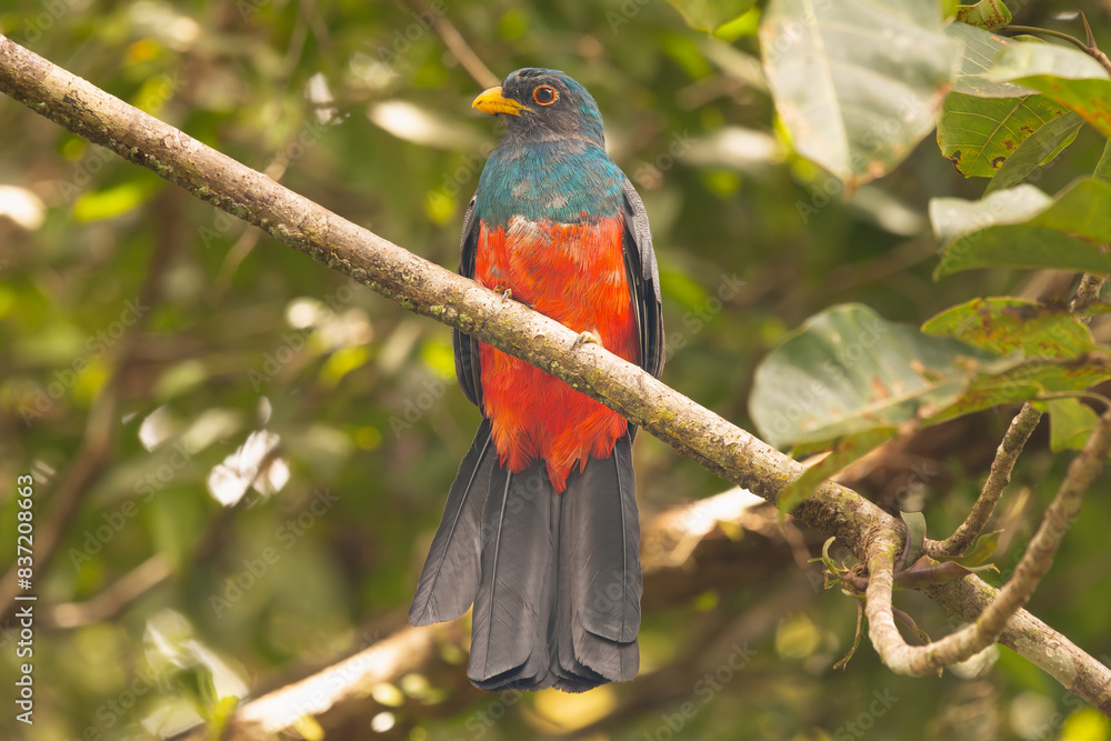 Obraz premium slaty-tailed trogon - Trogon massena perched with green leaves in background. Photo from Santa Rosa Reserve Natural Gamboa in Amazonia, Peru.