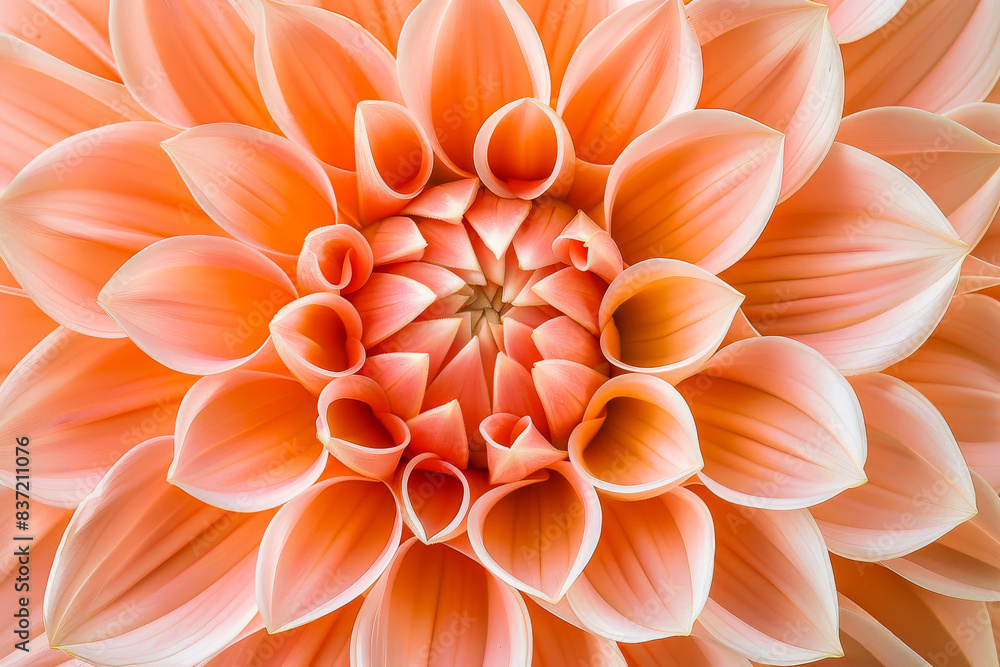 Close-up of a stunning dahlia flower with vibrant orange petals arranged in a symmetrical pattern. Perfect for nature and floral enthusiasts. Close-up of a stunning dahlia flower with vibrant orange petals arranged in a symmetrical pattern. Perfect for nature and floral enthusiasts.