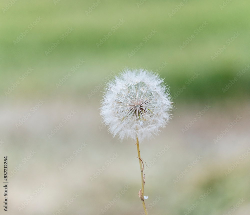 A lone dandelion stands in the foreground against a blurred green backdrop. A lone dandelion stands in the foreground against a blurred green backdrop.