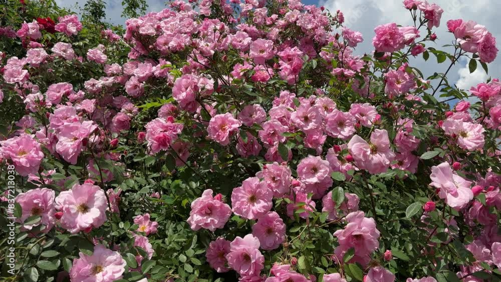 Rose bush pink flowers beautiful vigorous blossom. Rose bush pink flowers beautiful vigorous blossom.