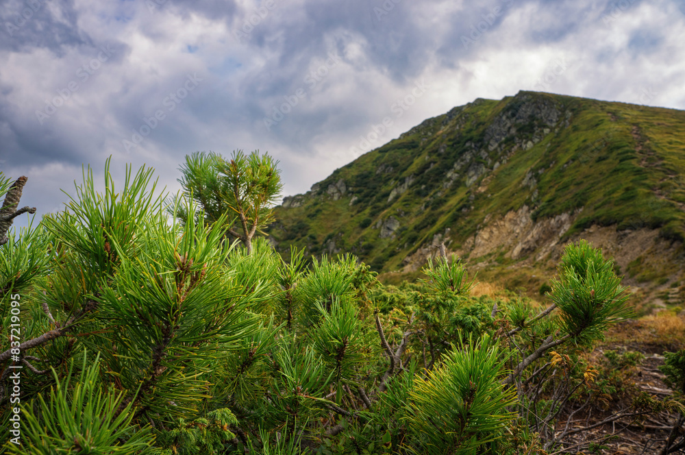 Green thickets of mountain pine (Pinus Mugo Mughus) against the backdrop of Mount Pip Ivan Maramures on a sunny morning. Green thickets of mountain pine (Pinus Mugo Mughus) against the backdrop of Mount Pip Ivan Maramures on a sunny morning.