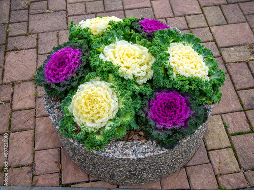 Concrete flowerpot with decorative cabbage photo