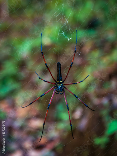 Spider in yellow and red colour climbing on web