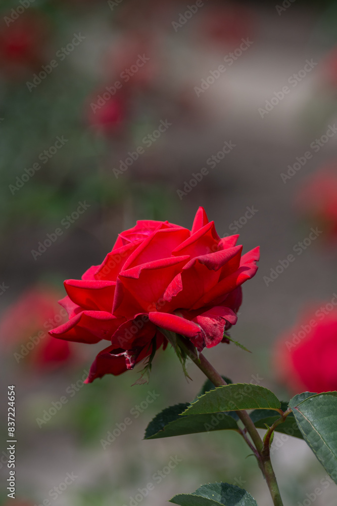 Beautiful fresh roses in the park. Garden flowers. Beauty in nature. Close up. Beautiful fresh roses in the park. Garden flowers. Beauty in nature. Close up.