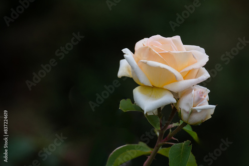 Beautiful fresh roses in the park. Garden flowers. Beauty in nature. Close up. 