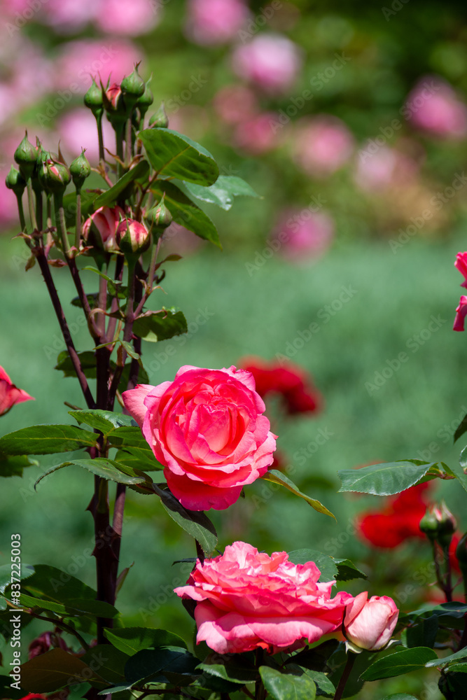 Beautiful fresh roses in the park. Garden flowers. Beauty in nature. Close up. 