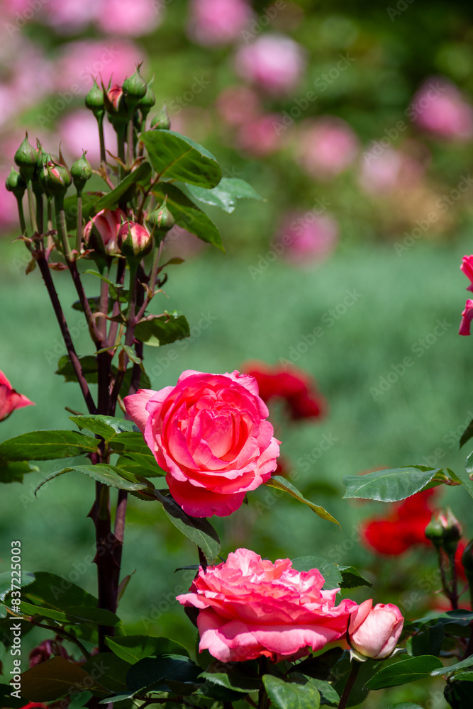 Obraz premium Beautiful fresh roses in the park. Garden flowers. Beauty in nature. Close up. 