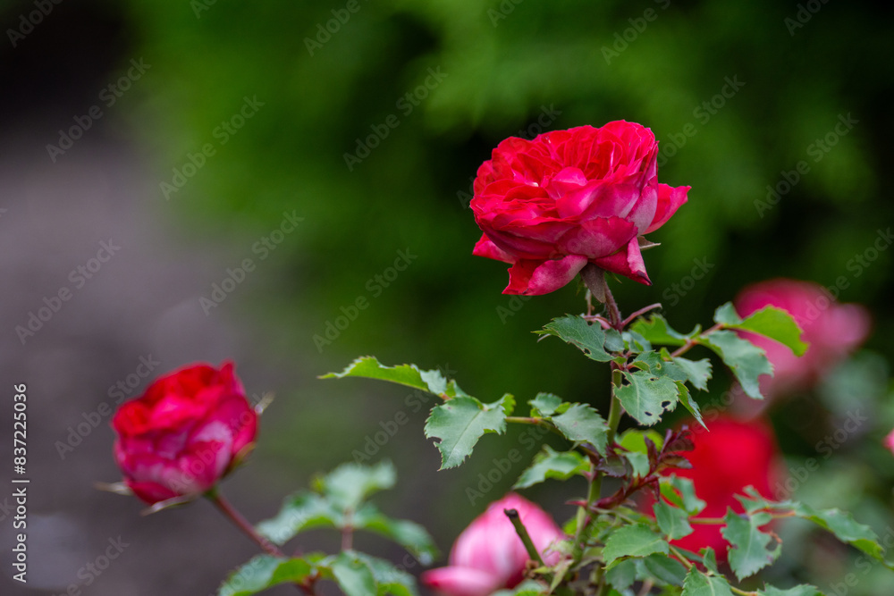 Beautiful fresh roses in the park. Garden flowers. Beauty in nature. Close up. Beautiful fresh roses in the park. Garden flowers. Beauty in nature. Close up.