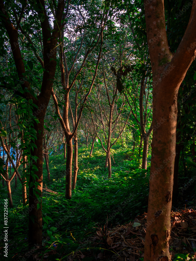 Panorama of a green forest of deciduous trees with the sun casting its rays of light. Panorama of a green forest of deciduous trees with the sun casting its rays of light.