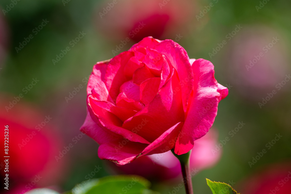 Beautiful fresh roses in the park. Garden flowers. Beauty in nature. Close up. Beautiful fresh roses in the park. Garden flowers. Beauty in nature. Close up.