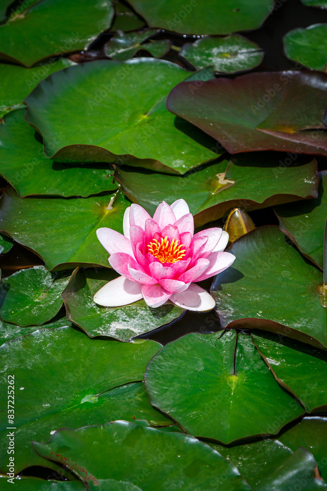 A lotus petal among the green lotus leaves in the lake A lotus petal among the green lotus leaves in the lake