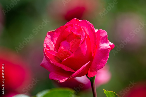 Beautiful fresh roses in the park. Garden flowers. Beauty in nature. Close up. 