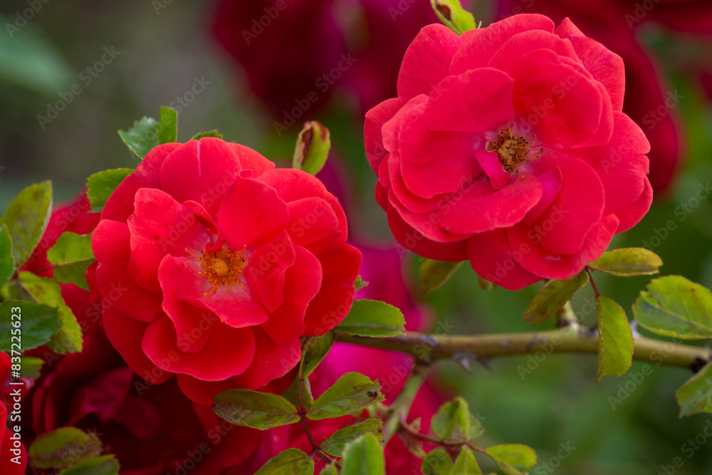 Beautiful fresh roses in the park. Garden flowers. Beauty in nature. Close up. Beautiful fresh roses in the park. Garden flowers. Beauty in nature. Close up.