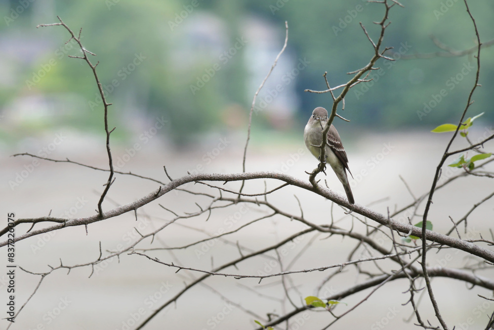 Eastern Phoebe bird perched on a tree at Maplewood Mudflats Wild Bird Trust in North Vancouver, British Columbia, Canada Eastern Phoebe bird perched on a tree at Maplewood Mudflats Wild Bird Trust in North Vancouver, British Columbia, Canada
