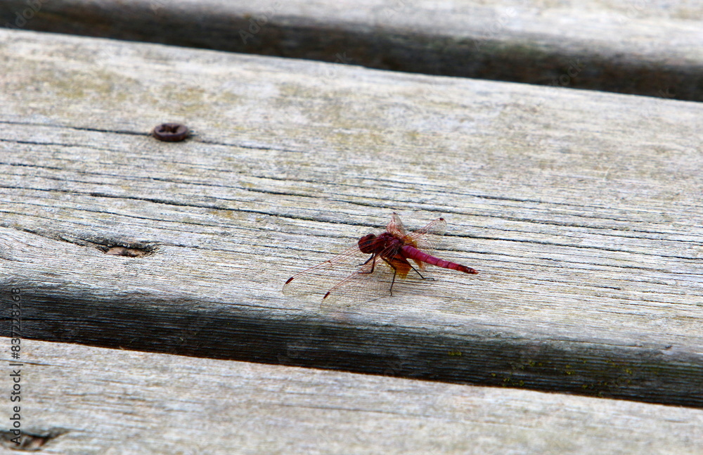 Obraz premium The texture of wood and wood products.