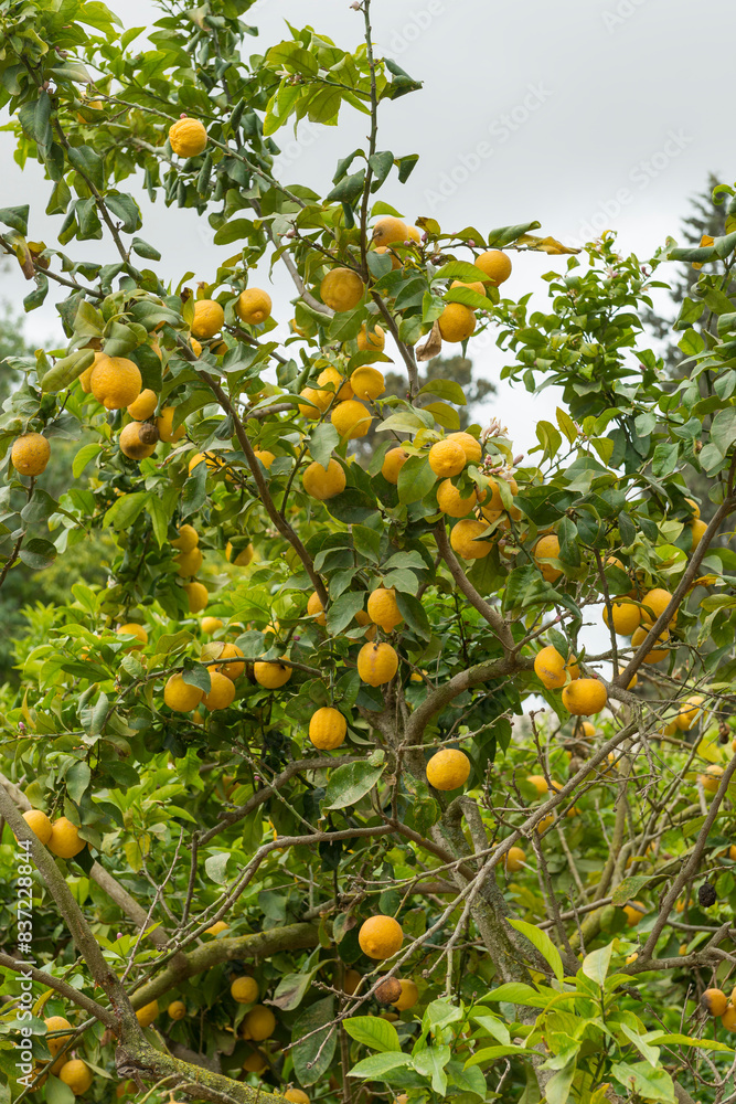 an orange tree with lots of fruits growing around it in the daytime an orange tree with lots of fruits growing around it in the daytime