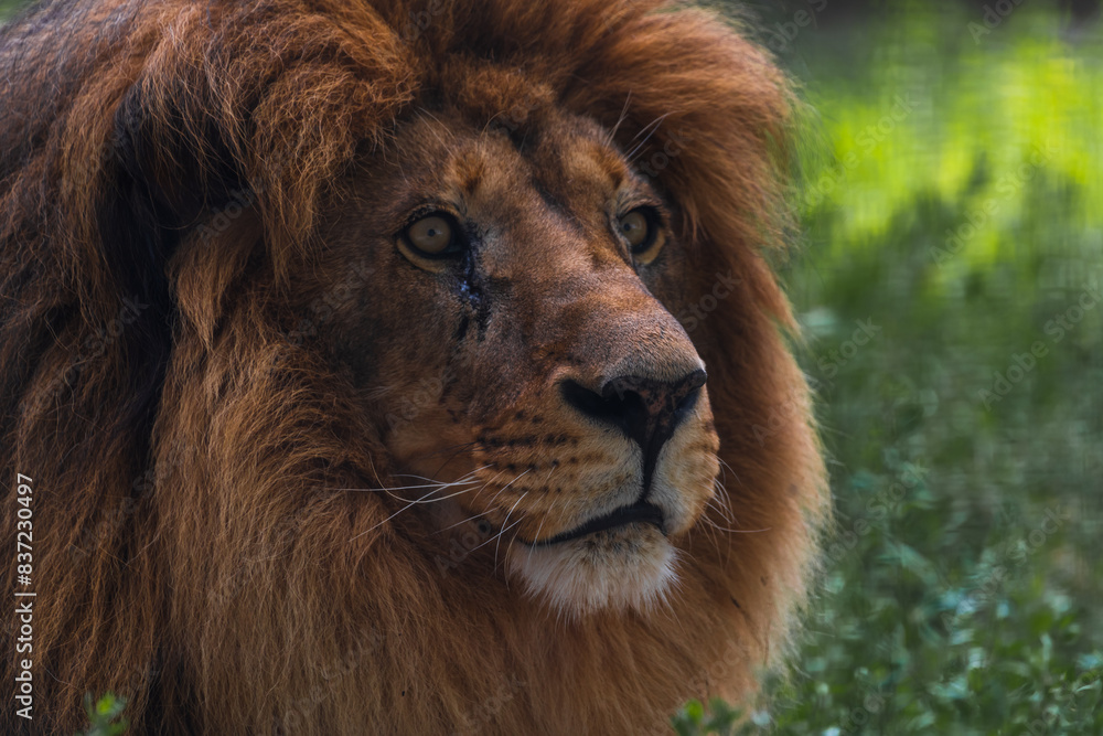 Close-up portrait of adult male lion with large brown mane and calm facial expression. Lion looks away. Soft focus. Animal portrait theme. Close-up portrait of adult male lion with large brown mane and calm facial expression. Lion looks away. Soft focus. Animal portrait theme.