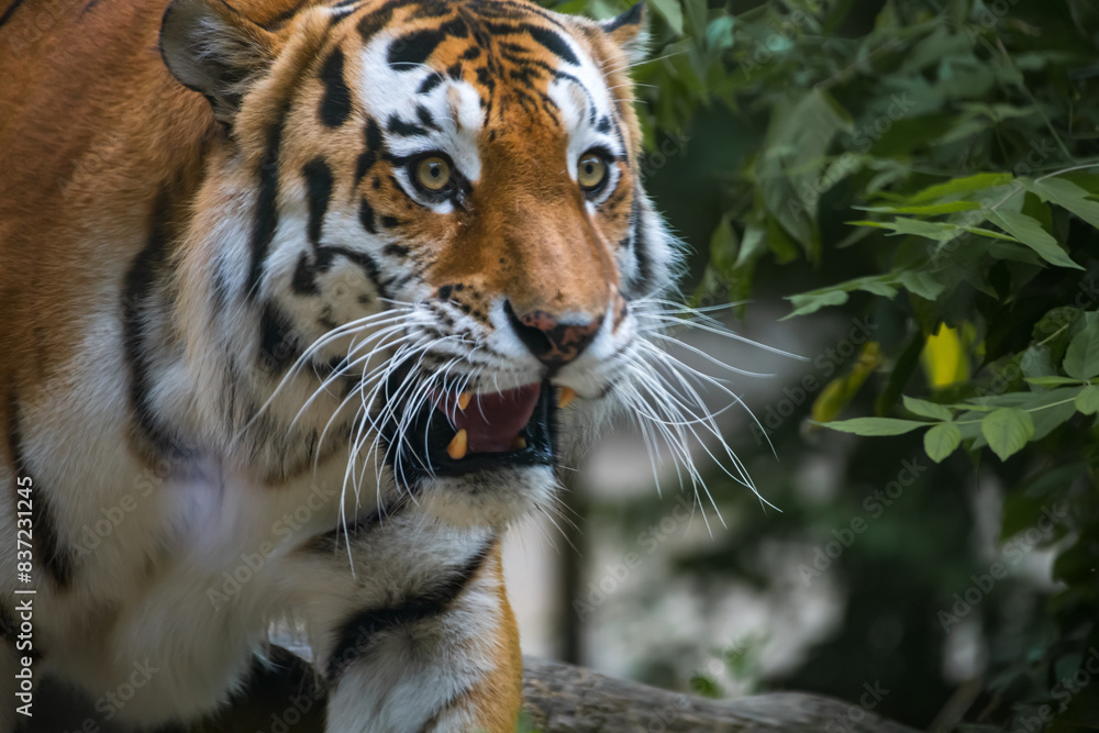 Fototapeta premium Close-up portrait of calm Siberian tiger (or Amur tiger, subspecie Panthera tigris tigris) animal. Soft focus. Beauty in nature theme.