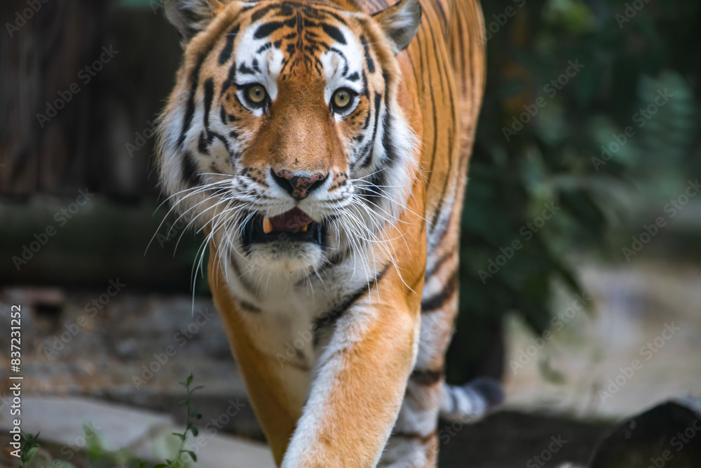 Fototapeta premium Close-up portrait of calm Siberian tiger (or Amur tiger, subspecie Panthera tigris tigris) animal. Soft focus. Beauty in nature theme.