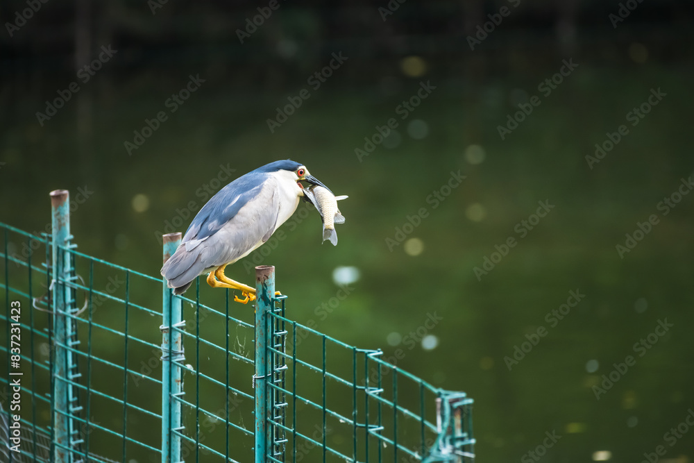 Obraz premium Close-up side view of one beautiful adult Nycticorax nycticorax (Black-crowned night heron or night heron) sitting on fence with catched fish by green lake. Copy space. Animal portraits theme.