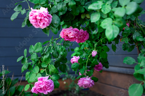 A luxurious bush  with large pink flowers of the Paul Neyron variety on a dark blue background