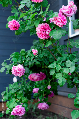 A luxurious rose bush with large pink flowers near a window in the backyard..