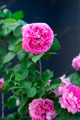 A luxurious bush  with large pink flowers of the Paul Neyron variety on a dark blue background