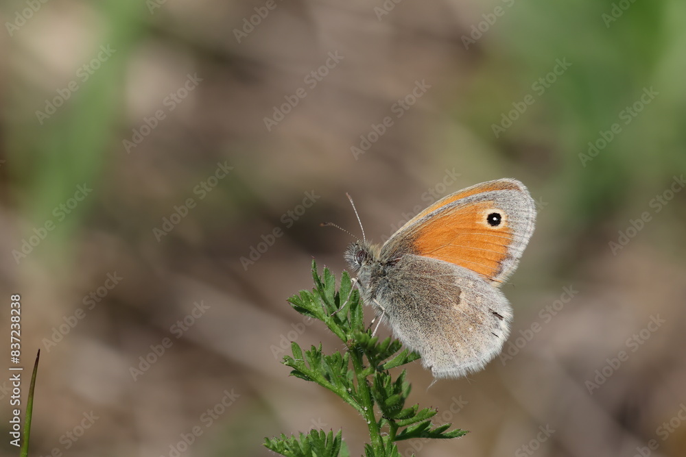 Obraz premium Small heath butterfly - Coenonympha pamphilus