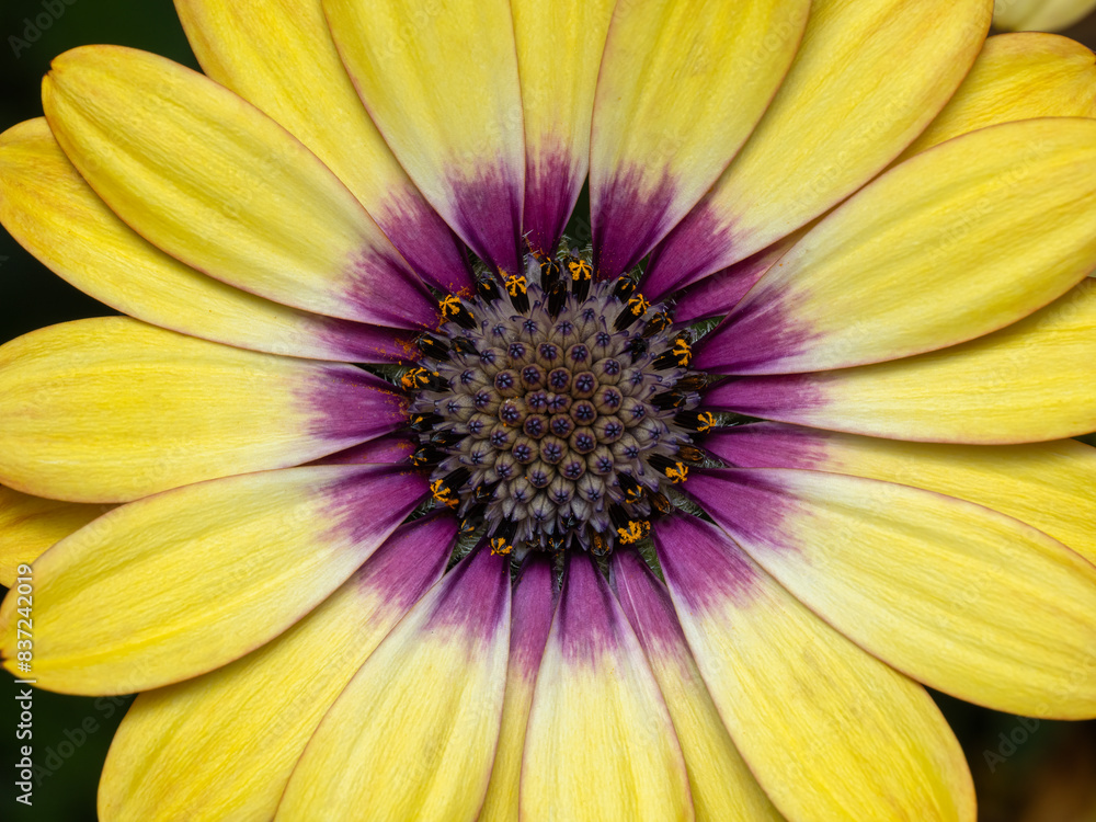 P5270003 yellow and purple African daisy (Osteospermum) flower, cECP 2024 P5270003 yellow and purple African daisy (Osteospermum) flower, cECP 2024