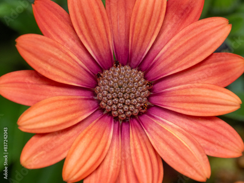 P5270005 orange and pink orange and pink African daisy  Osteospermum  flower  cECP 2024