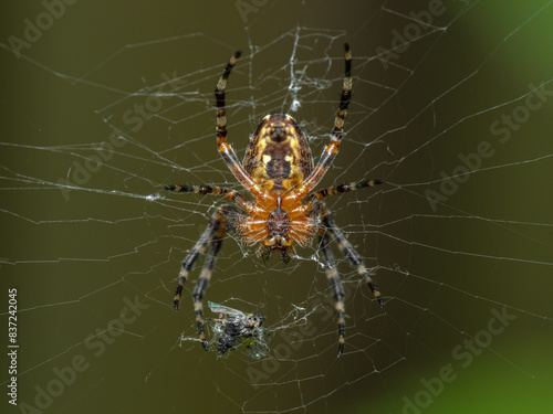 P5270013 cross orb weaver spider, Araneus diadematus, underside, cECP 2023