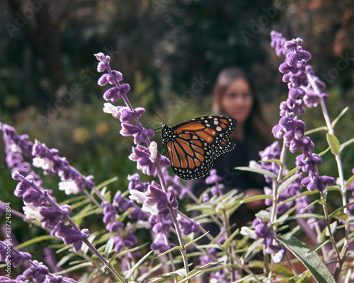 butterfly wating form lavander flower with girl in the backgrounds out of focus