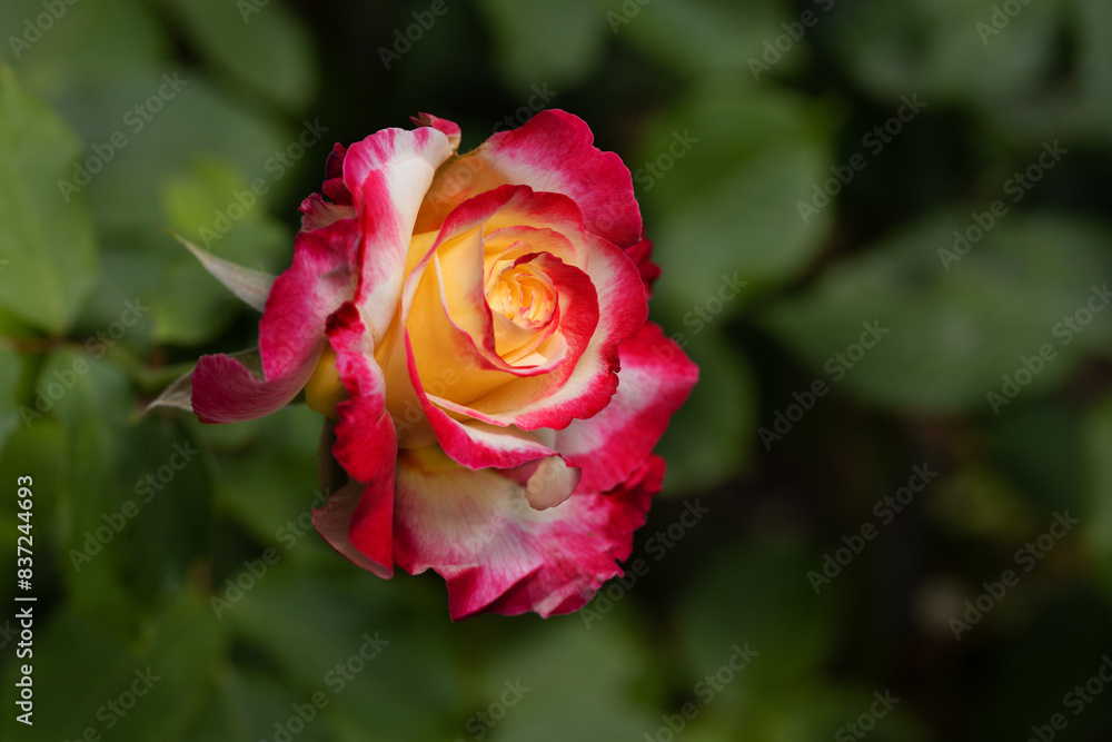 Red and white rose macro closeup. Rose is a flower of love, passion and romantic feelings. A symbolic flower for lovers, congratulations on the holiday and a declaration of love Red and white rose macro closeup. Rose is a flower of love, passion and romantic feelings. A symbolic flower for lovers, congratulations on the holiday and a declaration of love
